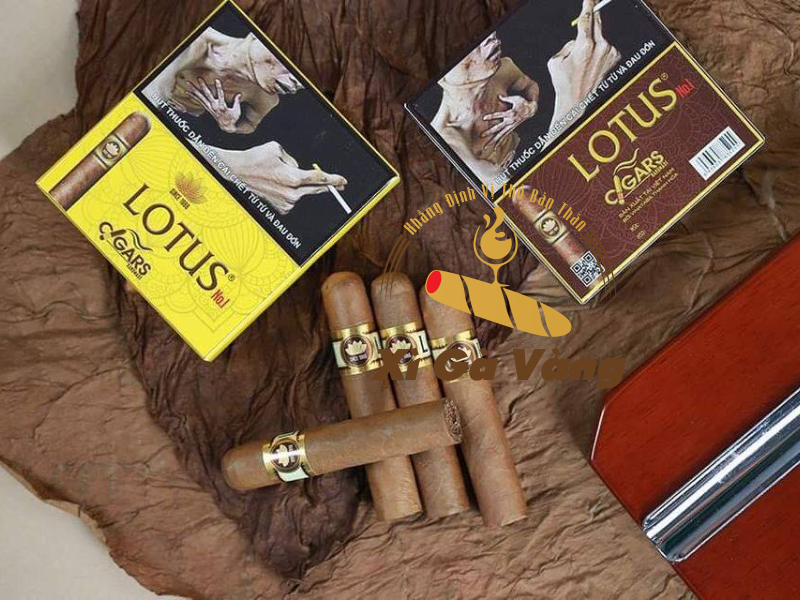 Cigar Lotus No1 rất thích hợp để làm quà tặng