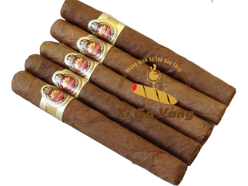 Cigar Lotus Short mang đến sự sảng khoái bất tận 