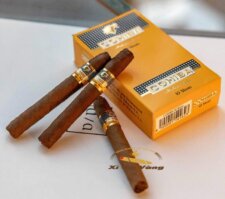 Cigar Short Cohiba