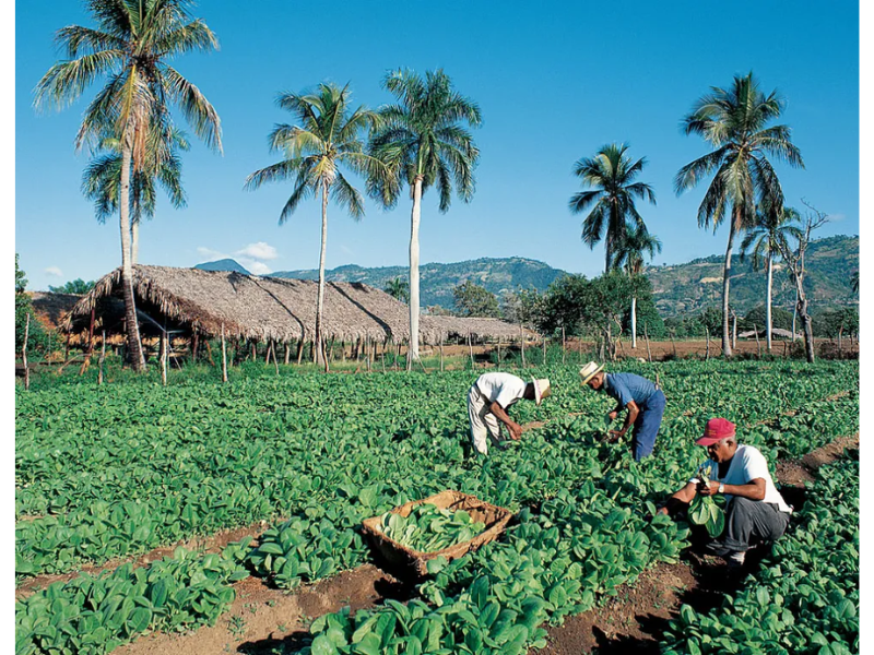 Xì gà Dominica