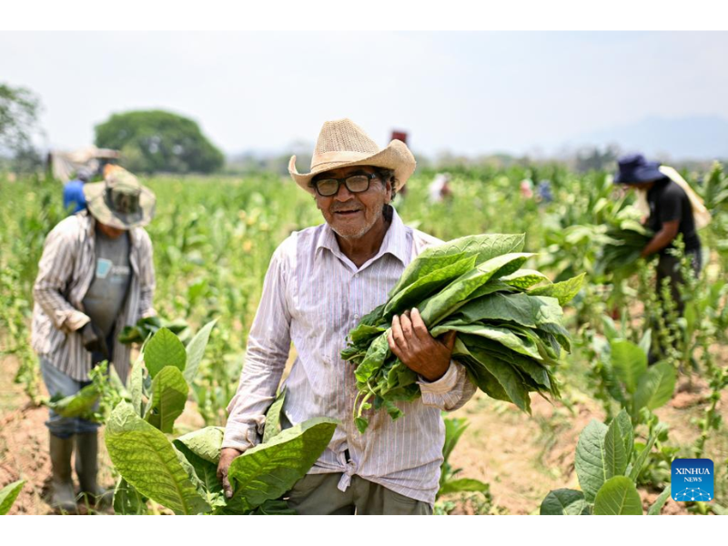 Xì gà Honduras