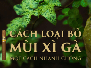 Loại bỏ mùi xì gà đúng cách