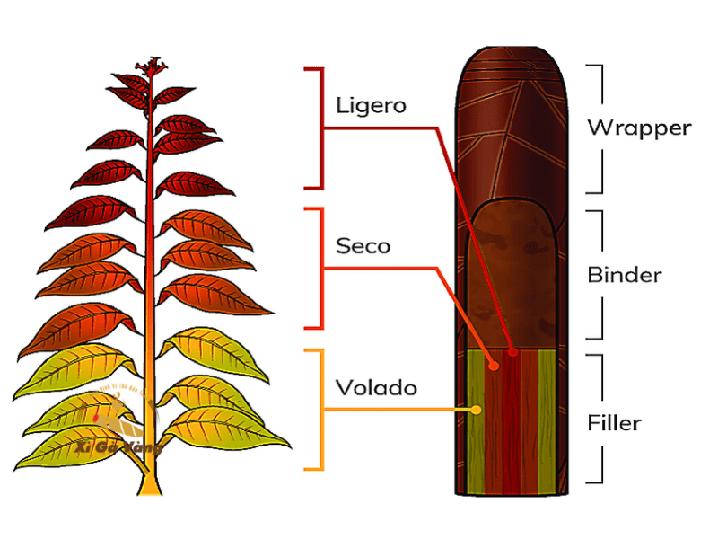 Cấu tạo các bộ phận của cây xì gà để sản xuất thuốc lá